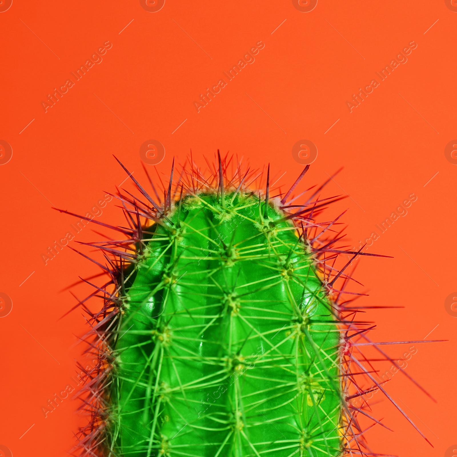 Image of Beautiful bright cactus on orange background, closeup