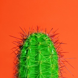 Beautiful bright cactus on orange background, closeup Image of Beautiful bright cactus on orange background, closeup