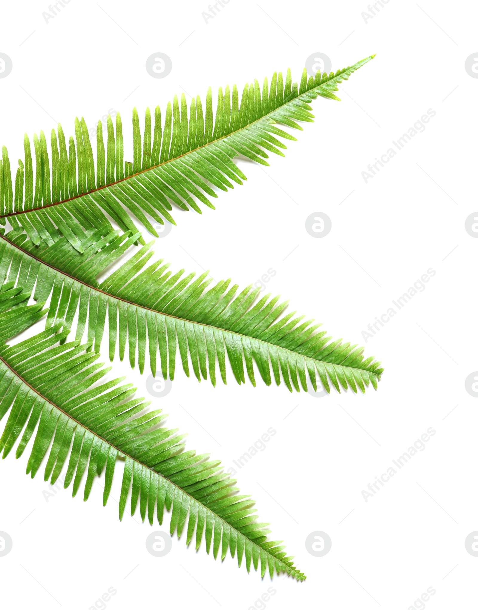 Tropical Fern leaves on white background Photo of Tropical Fern leaves on white background