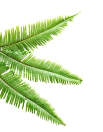 Tropical Fern leaves on white background Photo of Tropical Fern leaves on white background