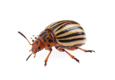 Photo of One colorado potato beetle isolated on white