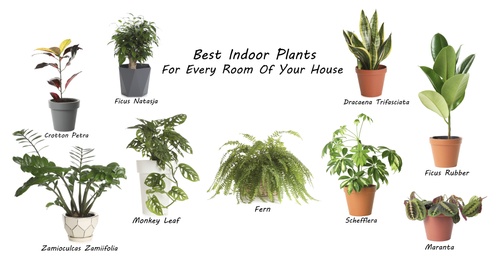 Set of best house plants on white background Image of Set of best house plants on white background