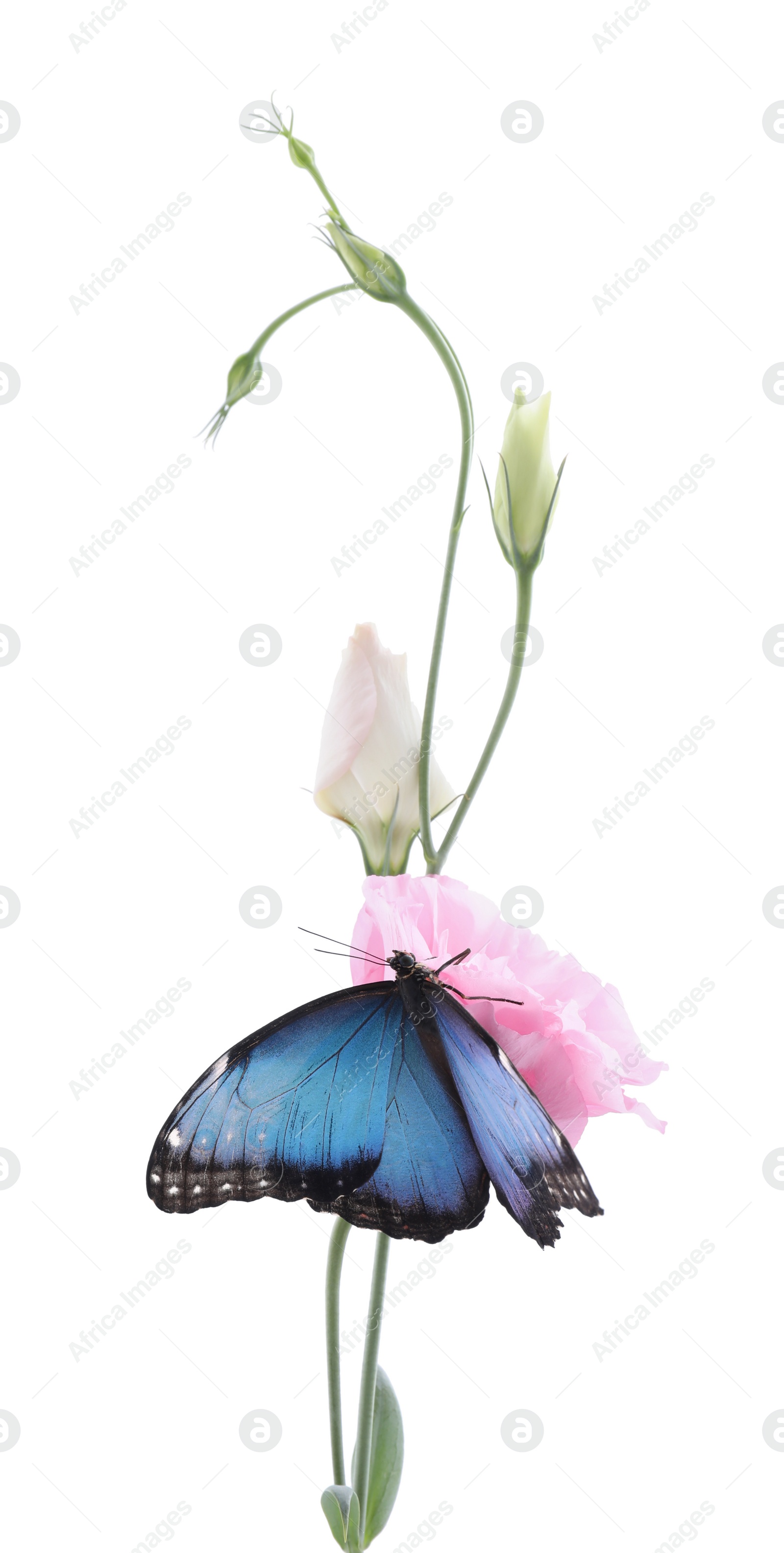Beautiful common morpho butterfly sitting on eustoma flower against white background Photo of Beautiful common morpho butterfly sitting on eustoma flower against white background