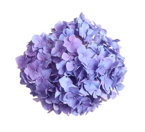 Delicate lilac hortensia flowers on white background, top view Photo of Delicate lilac hortensia flowers on white background, top view