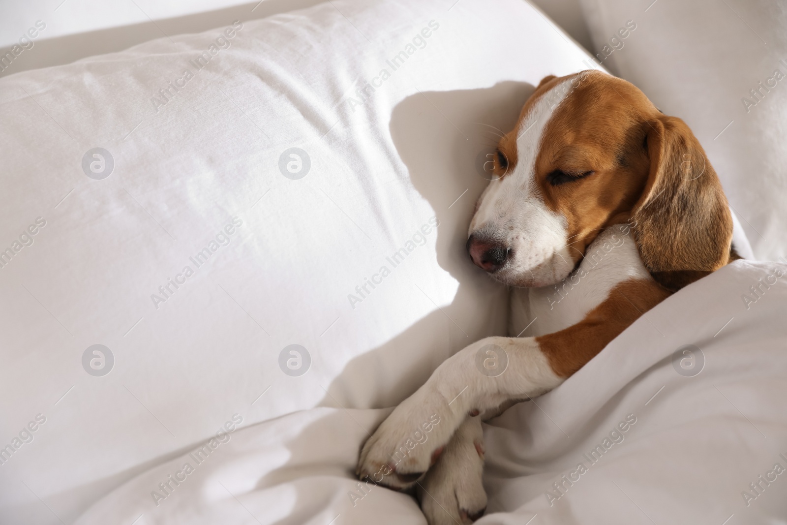 Cute Beagle puppy sleeping in bed. Adorable pet Photo of Cute Beagle puppy sleeping in bed. Adorable pet