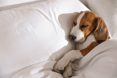 Cute Beagle puppy sleeping in bed. Adorable pet Photo of Cute Beagle puppy sleeping in bed. Adorable pet