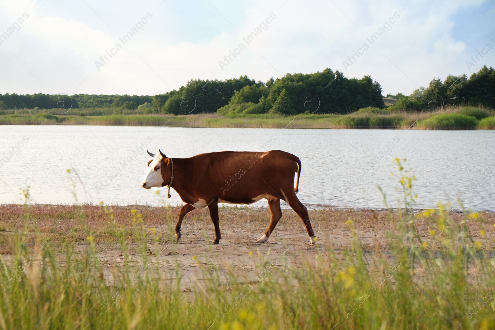 View of beautiful cow on meadow near lake Photo of View of beautiful cow on meadow near lake