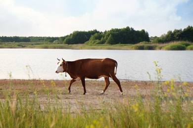 View of beautiful cow on meadow near lake Photo of View of beautiful cow on meadow near lake