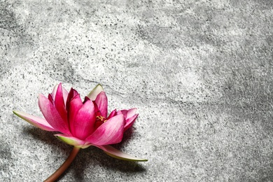 Beautiful blooming pink lotus flower on grey background, top view. Space for text Photo of Beautiful blooming pink lotus flower on grey background, top view. Space for text