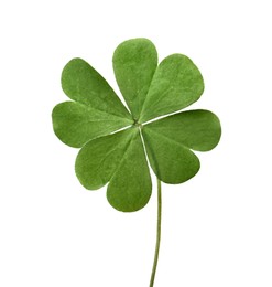 Green four leaf clover isolated on white Photo of Green four leaf clover isolated on white