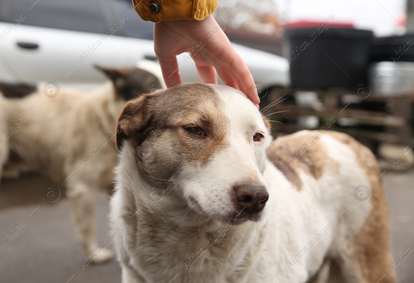 Woman stroking homeless dog on city street, closeup. Abandoned animal Photo of Woman stroking homeless dog on city street, closeup. Abandoned animal