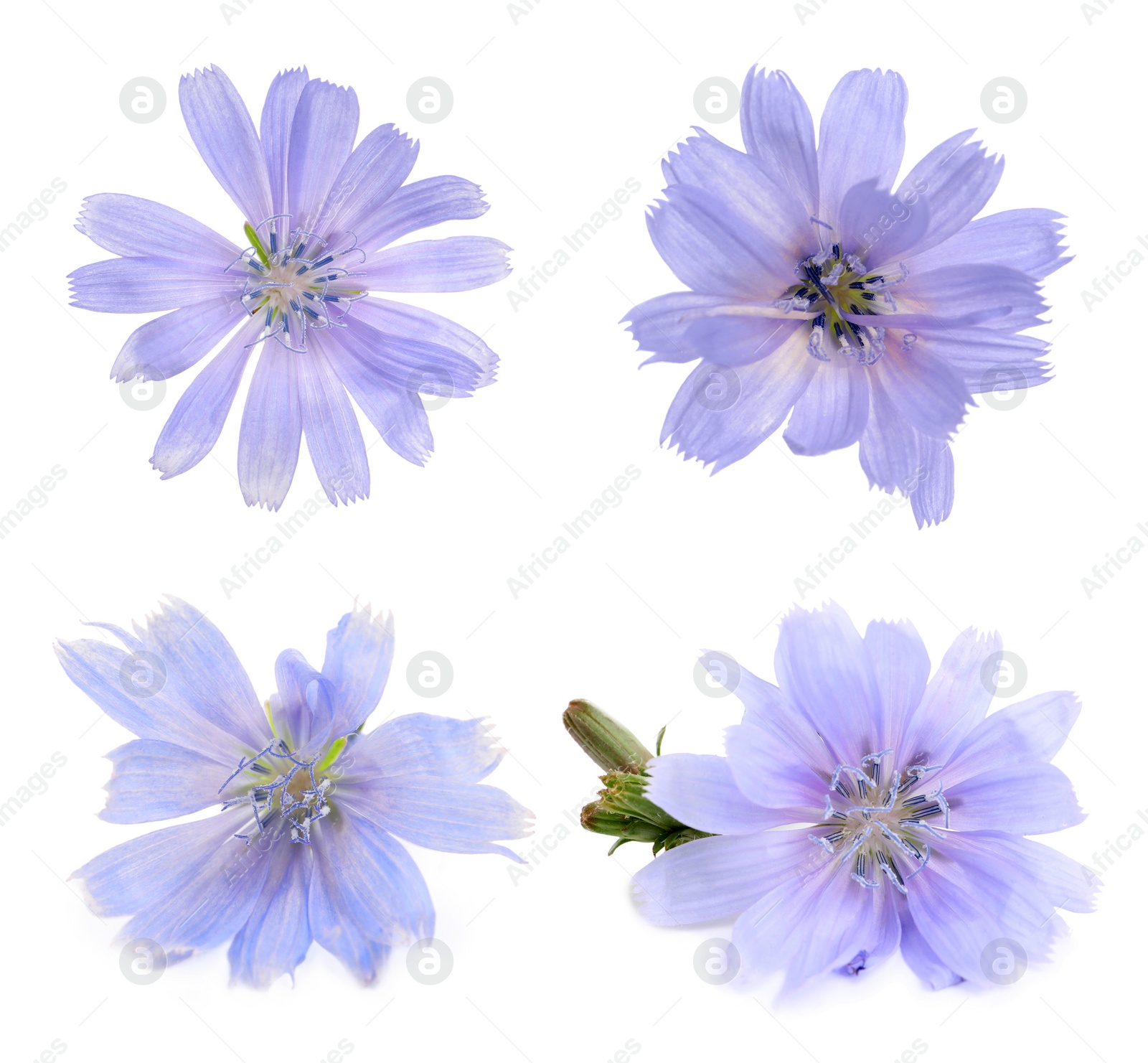 Beautiful tender chicory flowers on white background, collage Image of Beautiful tender chicory flowers on white background, collage