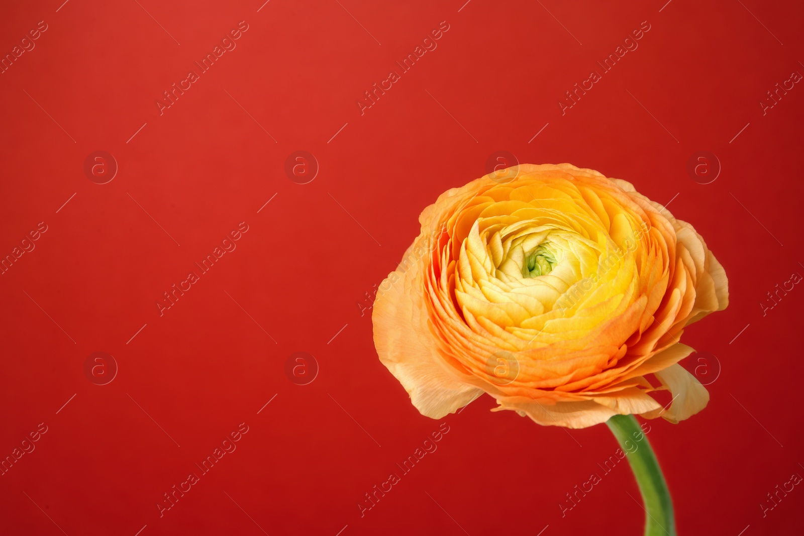 Beautiful ranunculus flower on color background Photo of Beautiful ranunculus flower on color background
