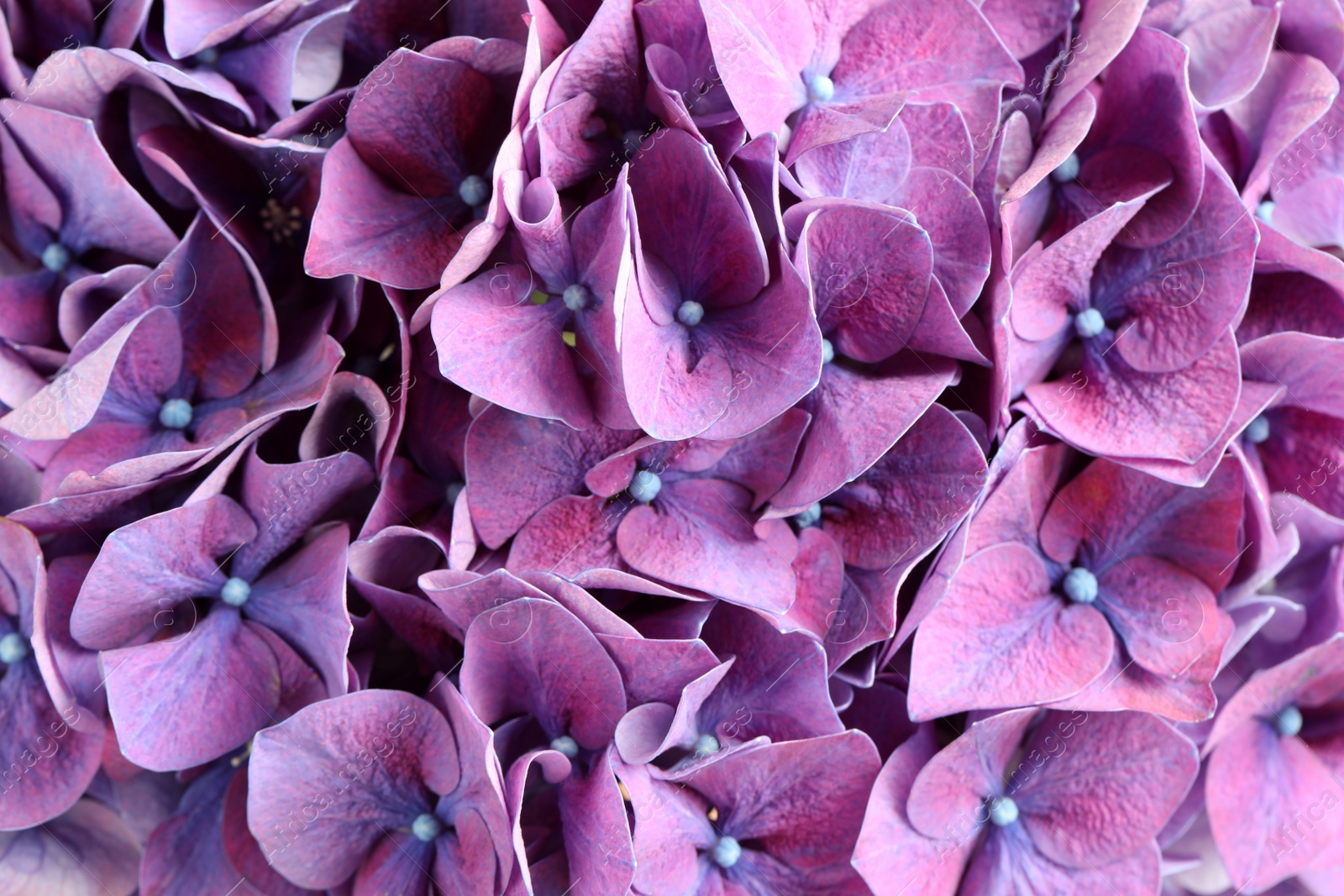 Beautiful violet hortensia flowers as background, closeup Photo of Beautiful violet hortensia flowers as background, closeup