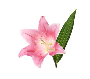 Beautiful pink lily flower isolated on white Photo of Beautiful pink lily flower isolated on white