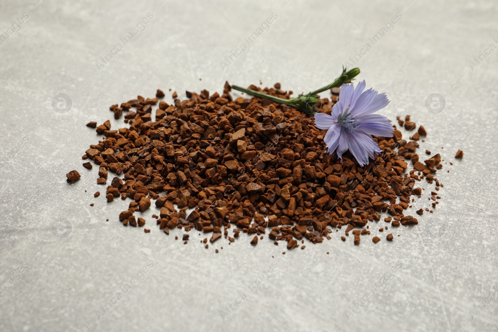 Pile of chicory granules and flower on light grey table Photo of Pile of chicory granules and flower on light grey table