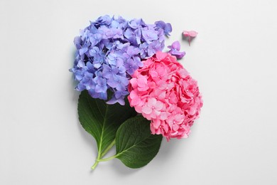 Beautiful hortensia flowers on light background, flat lay Photo of Beautiful hortensia flowers on light background, flat lay