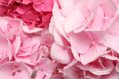 Beautiful pink hortensia flowers as background, closeup Photo of Beautiful pink hortensia flowers as background, closeup