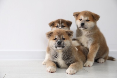 Photo of Adorable Akita Inu puppies on floor near light wall. Space for text