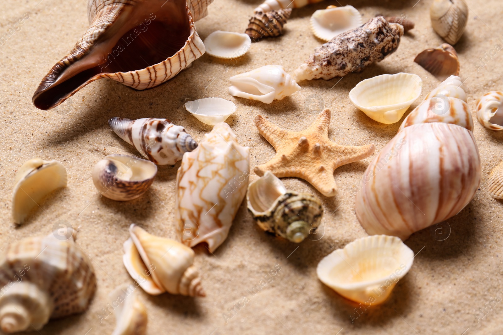 Beautiful seashells and starfish on beach sand, closeup. Summer vacation Photo of Beautiful seashells and starfish on beach sand, closeup. Summer vacation