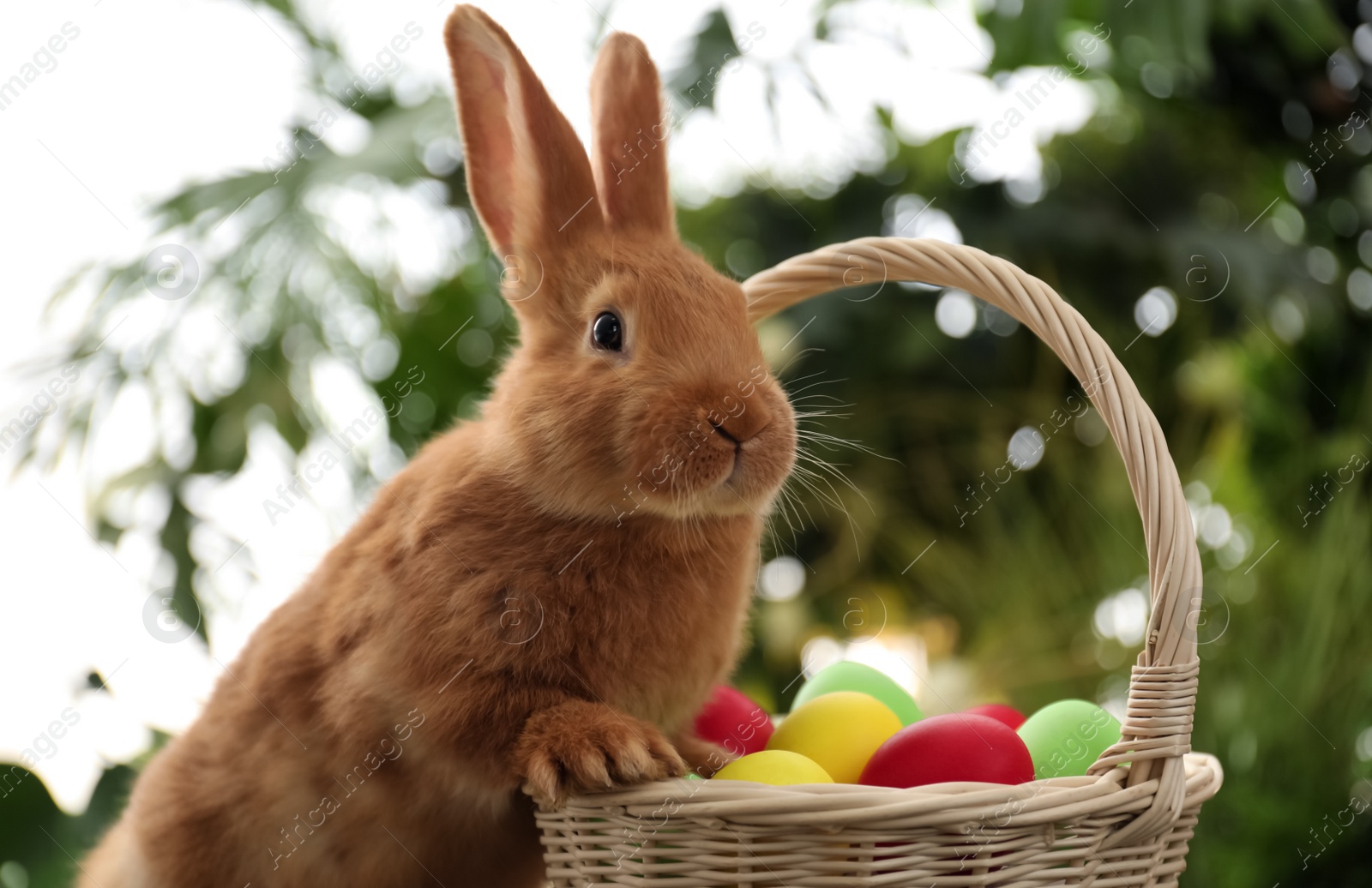 Cute bunny near basket with Easter eggs on blurred background Photo of Cute bunny near basket with Easter eggs on blurred background