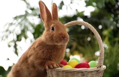 Cute bunny near basket with Easter eggs on blurred background Photo of Cute bunny near basket with Easter eggs on blurred background
