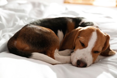 Cute Beagle puppy sleeping on bed. Adorable pet Photo of Cute Beagle puppy sleeping on bed. Adorable pet
