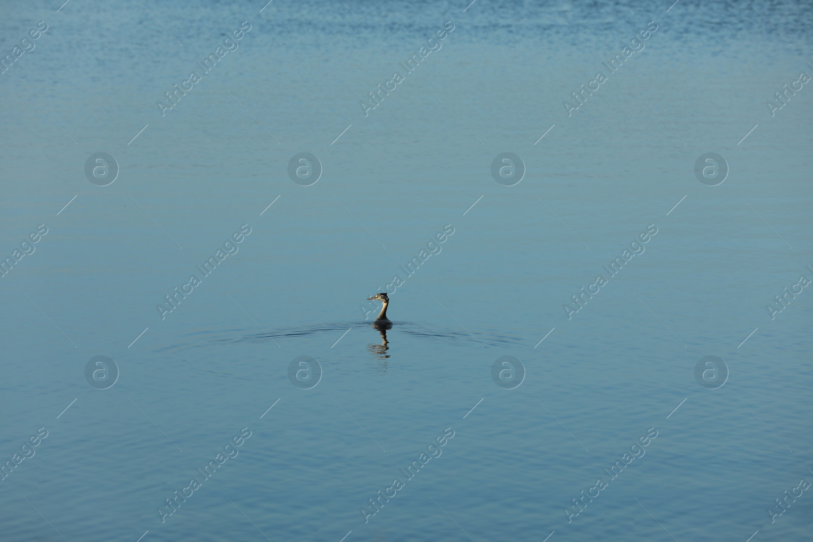 Beautiful lake with duck in summer morning Photo of Beautiful lake with duck in summer morning