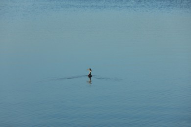 Beautiful lake with duck in summer morning Photo of Beautiful lake with duck in summer morning