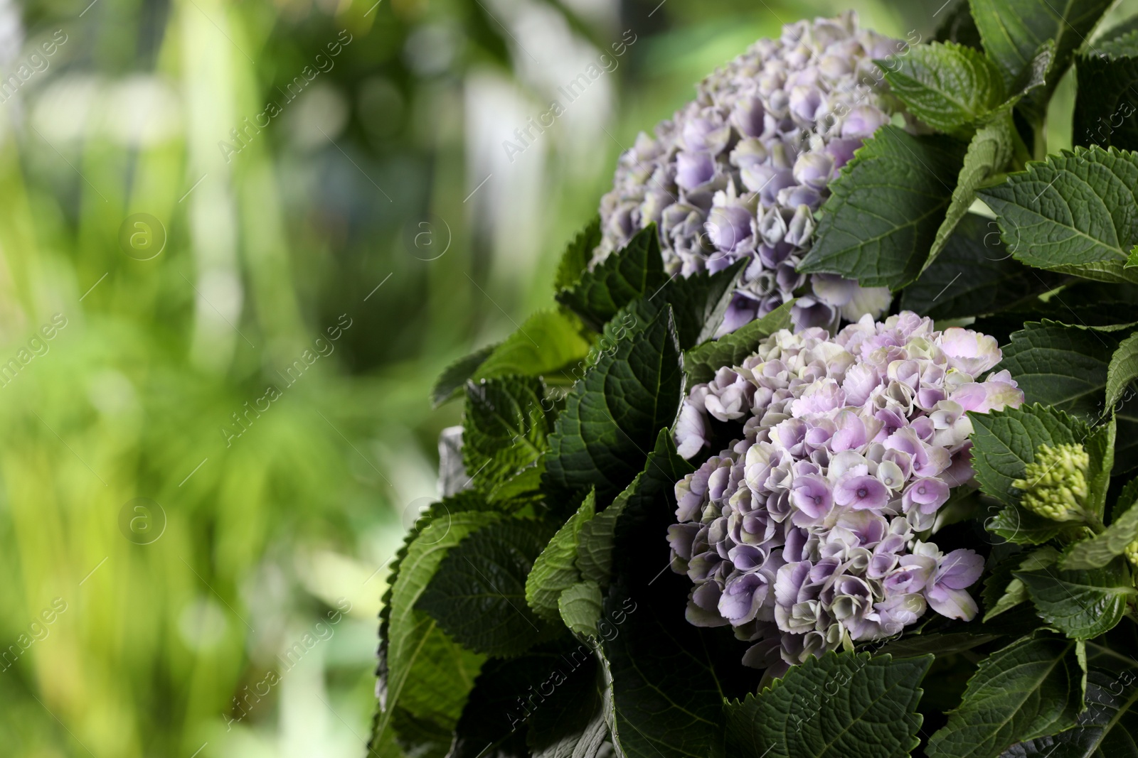 Beautiful hortensia plant with light flowers outdoors, closeup Photo of Beautiful hortensia plant with light flowers outdoors, closeup