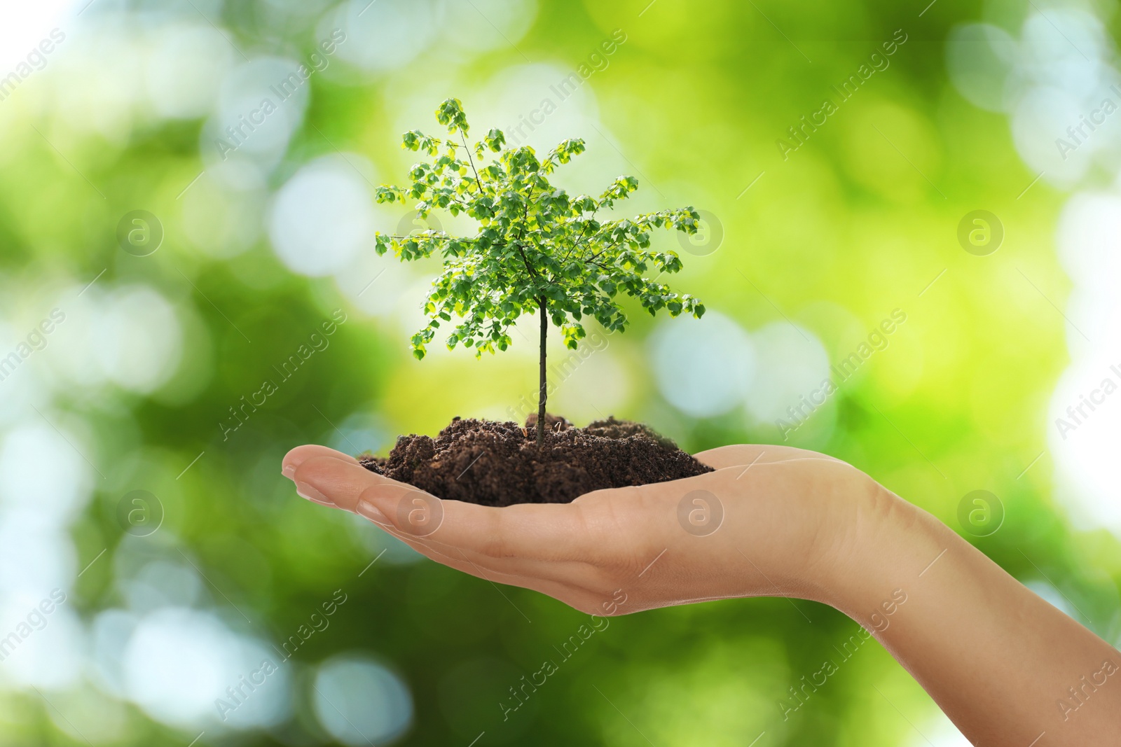 Woman holding pile of soil with small tree on blurred green background, closeup. Eco friendly lifestyle Image of Woman holding pile of soil with small tree on blurred green background, closeup. Eco friendly lifestyle