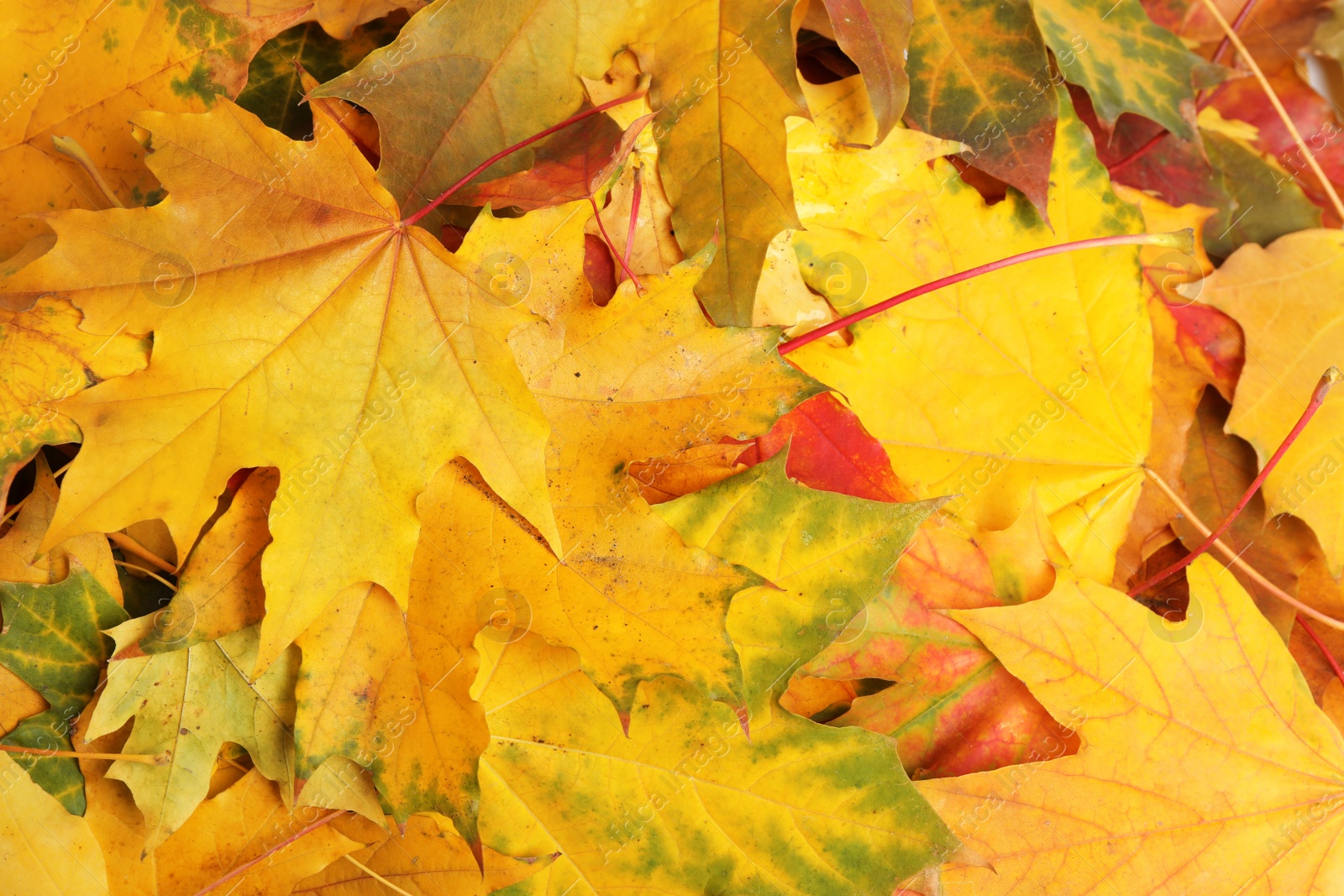 Beautiful golden autumn leaves as background, top view Photo of Beautiful golden autumn leaves as background, top view