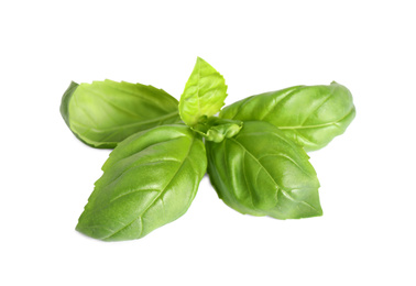 Fresh green basil leaves isolated on white Photo of Fresh green basil leaves isolated on white