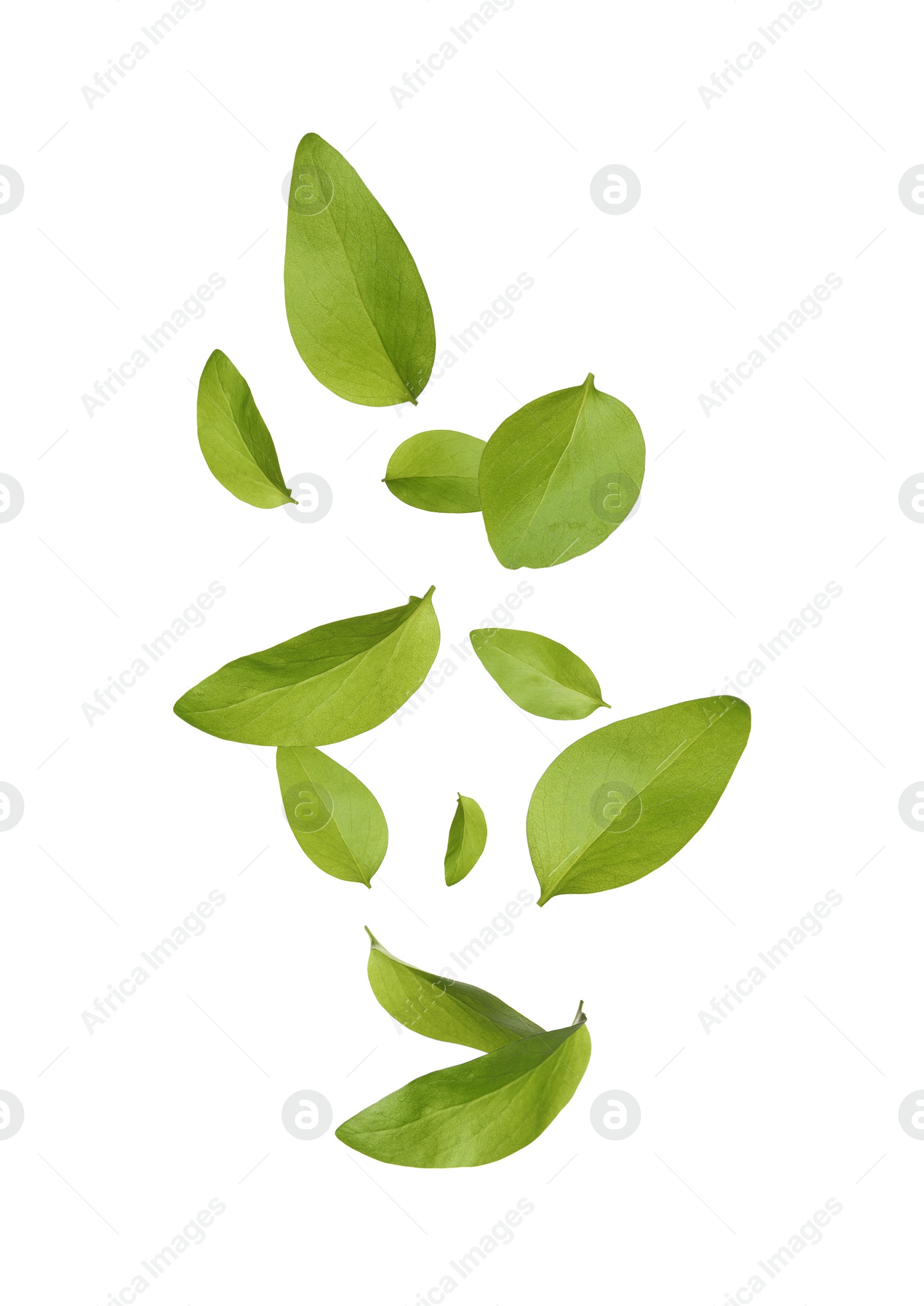 Beautiful fresh green leaves flying on white background, collage Image of Beautiful fresh green leaves flying on white background, collage
