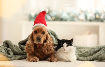 Adorable Cocker Spaniel dog in Santa hat and cat indoors Photo of Adorable Cocker Spaniel dog in Santa hat and cat indoors