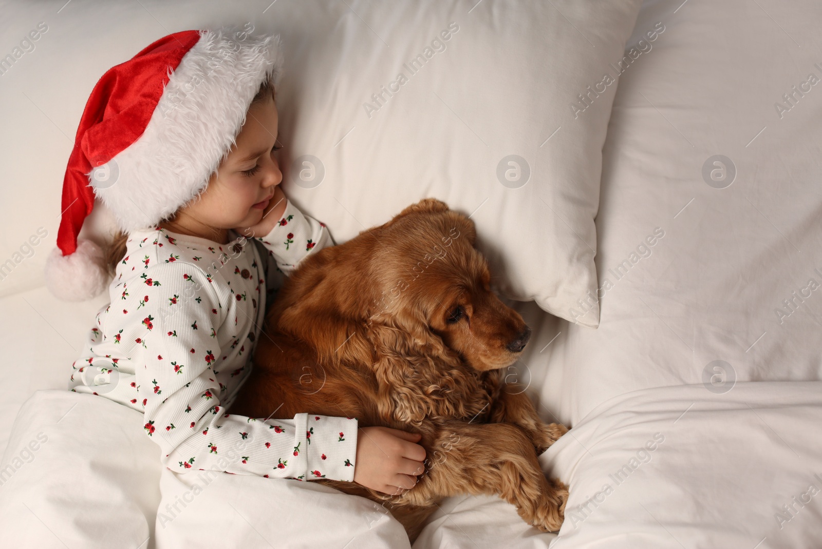 Cute little girl in Santa hat sleeping in bed near her English Cocker Spaniel, above view. Christmas celebration Photo of Cute little girl in Santa hat sleeping in bed near her English Cocker Spaniel, above view. Christmas celebration