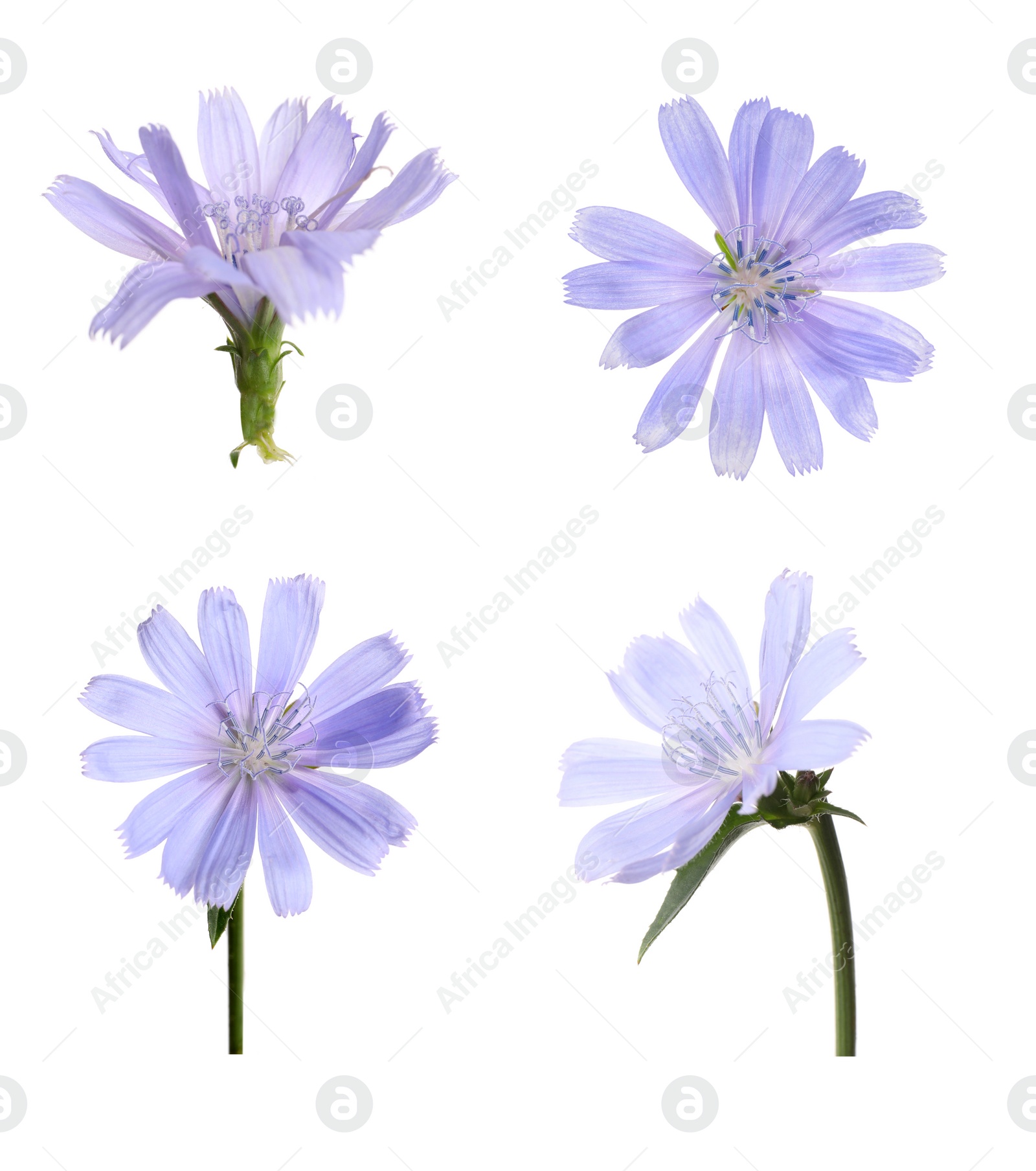 Beautiful tender chicory flowers on white background, collage Image of Beautiful tender chicory flowers on white background, collage