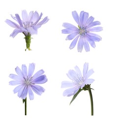 Beautiful tender chicory flowers on white background, collage Image of Beautiful tender chicory flowers on white background, collage