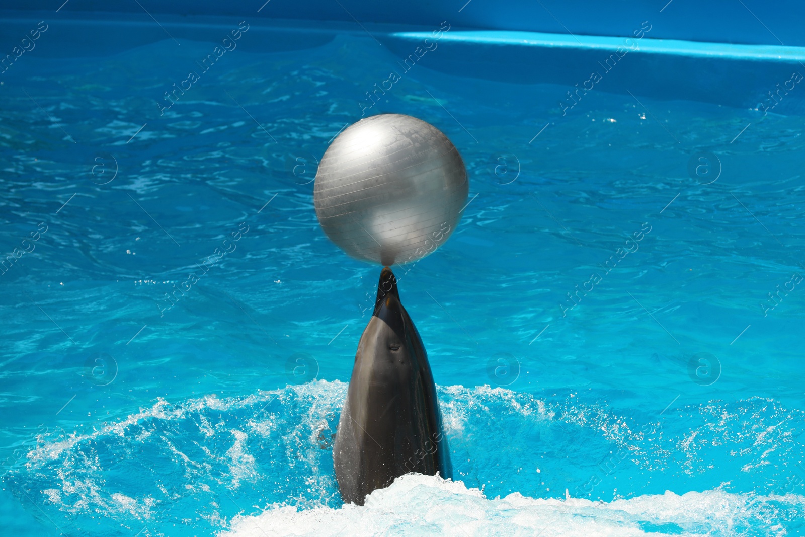 Cute dolphin playing with ball in pool at marine mammal park Photo of Cute dolphin playing with ball in pool at marine mammal park