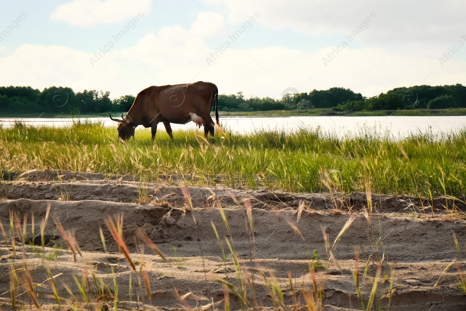 Cow grazing at green meadow near lake Photo of Cow grazing at green meadow near lake