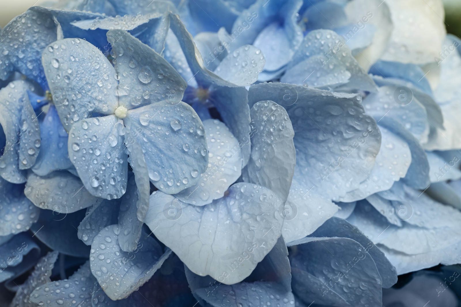 Beautiful light blue hortensia flowers with water drops as background, closeup Photo of Beautiful light blue hortensia flowers with water drops as background, closeup