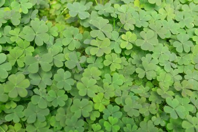 Top view of beautiful green clover leaves Photo of Top view of beautiful green clover leaves