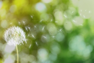 Image of Beautiful fluffy dandelion and flying seeds outdoors on sunny day 
