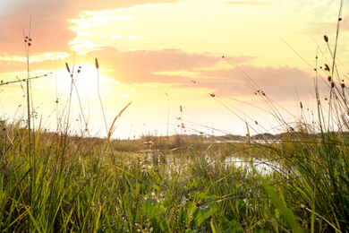 Picturesque view of green plants and lake on sunny day Photo of Picturesque view of green plants and lake on sunny day
