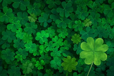Beautiful fresh green clover leaves, top view Image of Beautiful fresh green clover leaves, top view