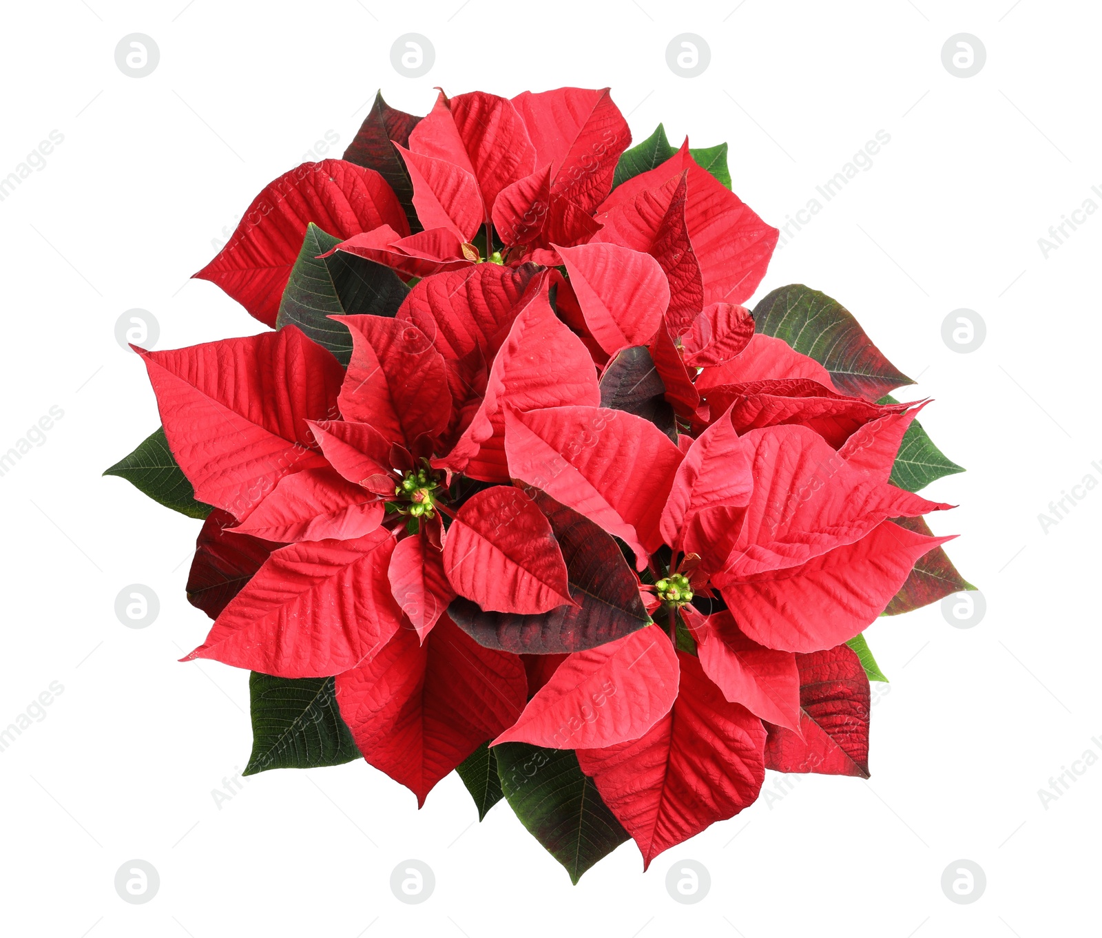 Photo of Red Poinsettia isolated on white, top view. Christmas traditional flower