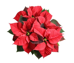 Photo of Red Poinsettia isolated on white, top view. Christmas traditional flower