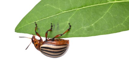 Colorado potato beetle on green leaf against white background Photo of Colorado potato beetle on green leaf against white background