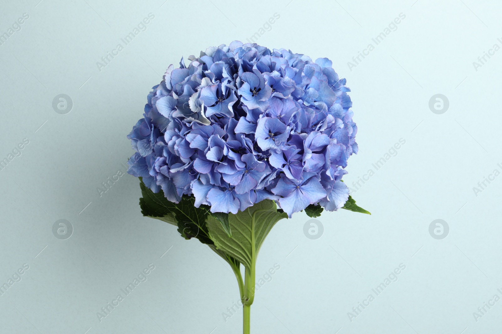 Branch of hortensia plant with delicate flowers on light blue background Photo of Branch of hortensia plant with delicate flowers on light blue background