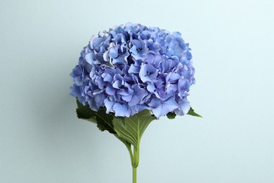 Branch of hortensia plant with delicate flowers on light blue background Photo of Branch of hortensia plant with delicate flowers on light blue background